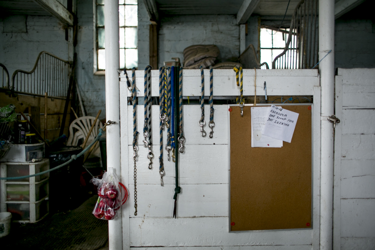 Leashes hung up inside the barn.