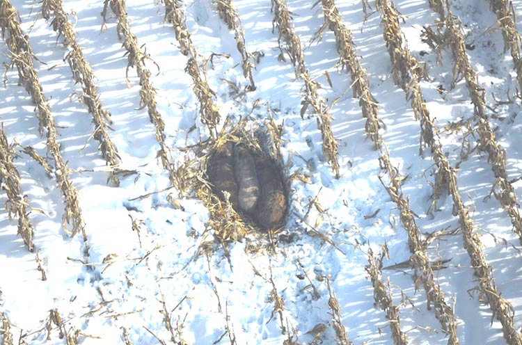 Aerial photo of feral swine in a standing cornfield, Mecosta County, January 2014. Photo courtesy Dwayne Etter. 