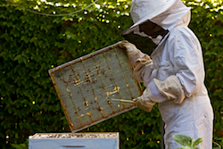 beekeeperslist813