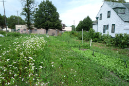 A vacant lot-turned-garden in Detroit
