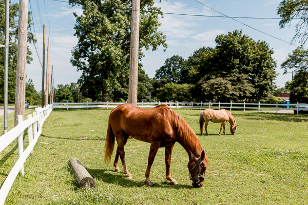 Horses at Buffalo Soldiers Horse Stables