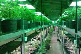 Growing marijuana in Colorado