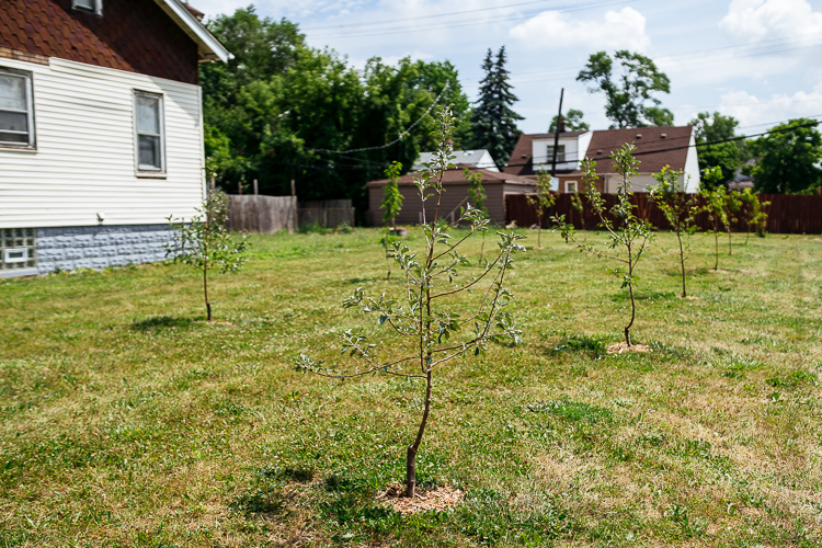 Sapling at a Warrendale orchard