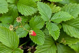 Wild Strawberry. Credit: Wikimedia commons.