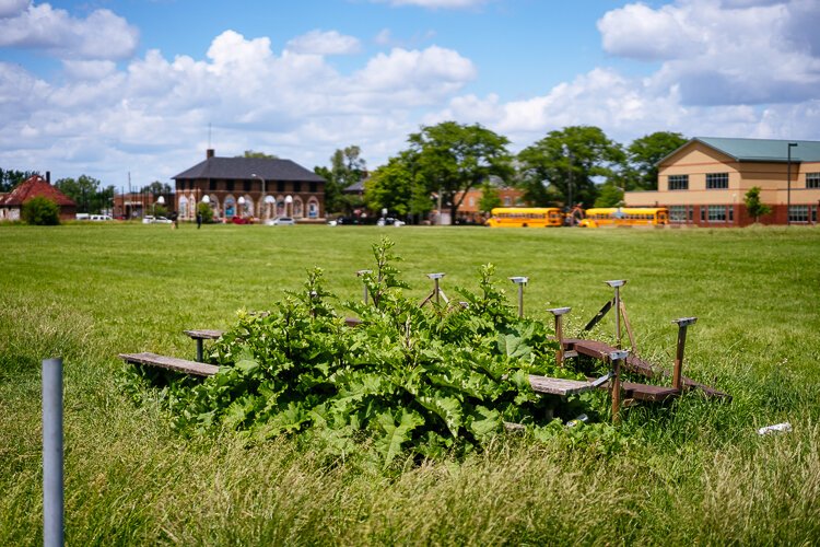 Overgrown bleachers at Dingeman Park.