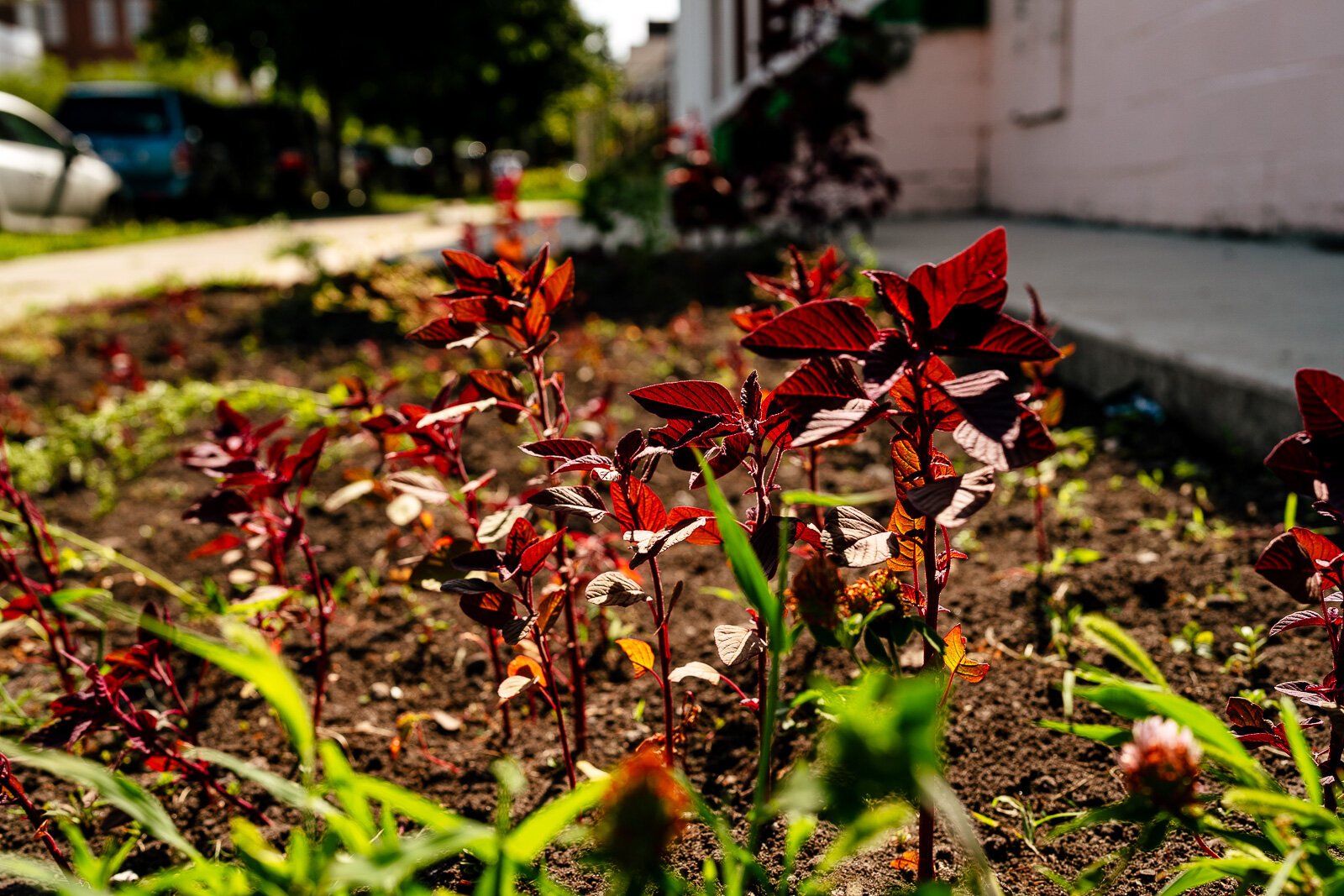 Laal saag, a Bengali variety of red spinach.