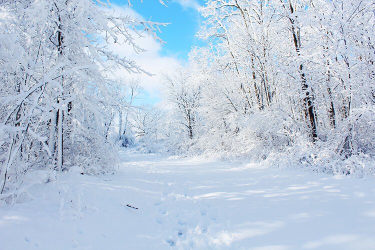 This winter while outside, you might notice the shape of the trees and more dramatic shadows than usual, and a stillness that’s not always present during the warmer months, says Jac Kyle of Detroit Parks and Recreation.