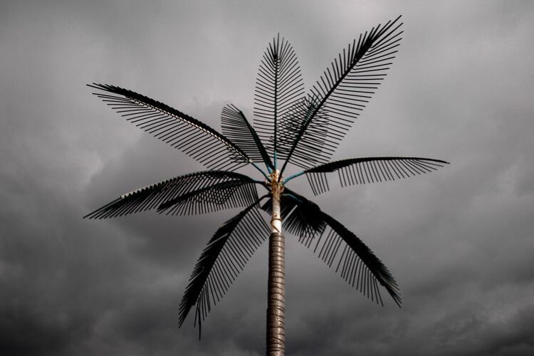 Palm Tree off Jefferson in front of GingerBerry.