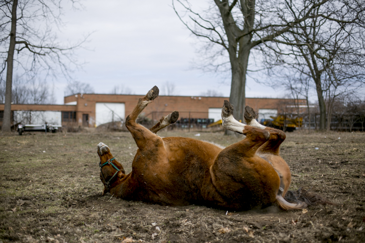  A horse sits on its back in a ﬁeld at Rouge Park.