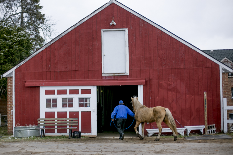  James Mills brings a horse into the barn.