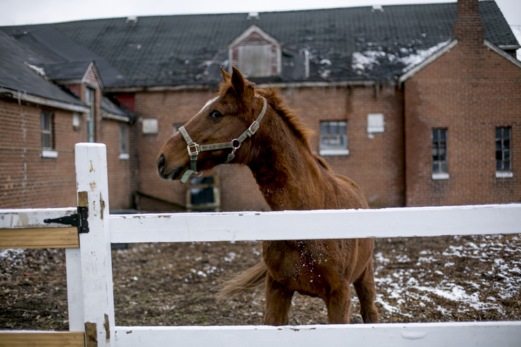 A horse waits to be brought into the barn.