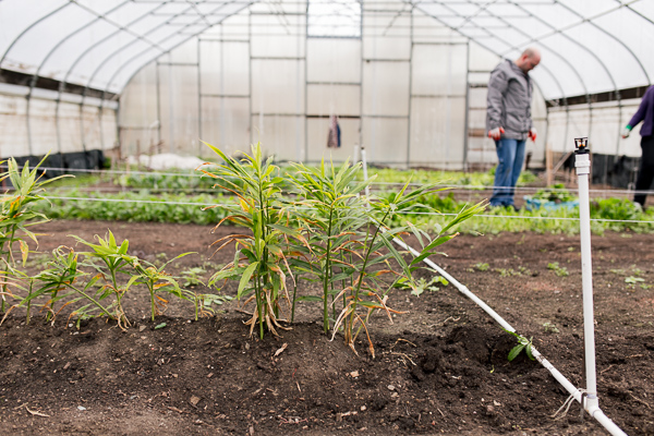 Earthworks Urban Farms