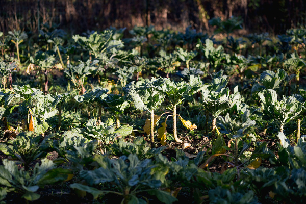 DTown Farms