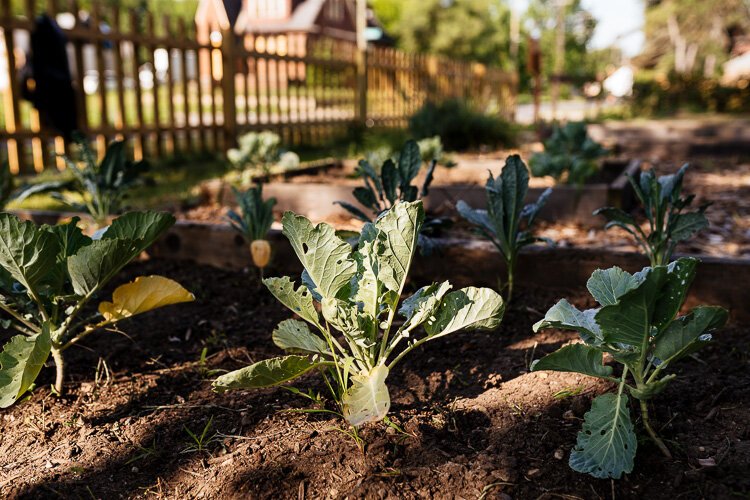 A community garden in the Fitzgerald neighborhood.