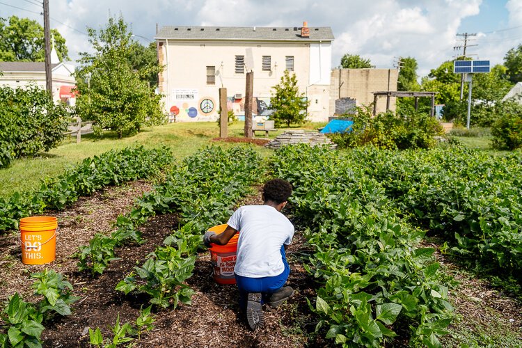 A youth volunteer from the city works at the Oakland Avenue Urban Farm.