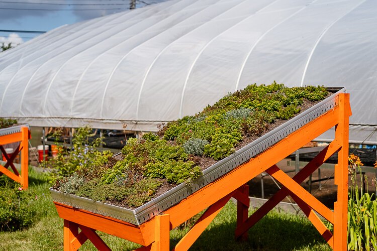 The farm is experimenting with plants for what they want to grow on the green roof that's going to be installed in the new Red's.