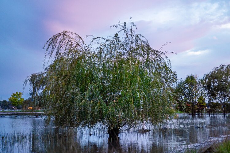 A recent large-scale habitat restoration project aims to enhance fish habitat and improve water quality in Lake Okonoka on Belle Isle.