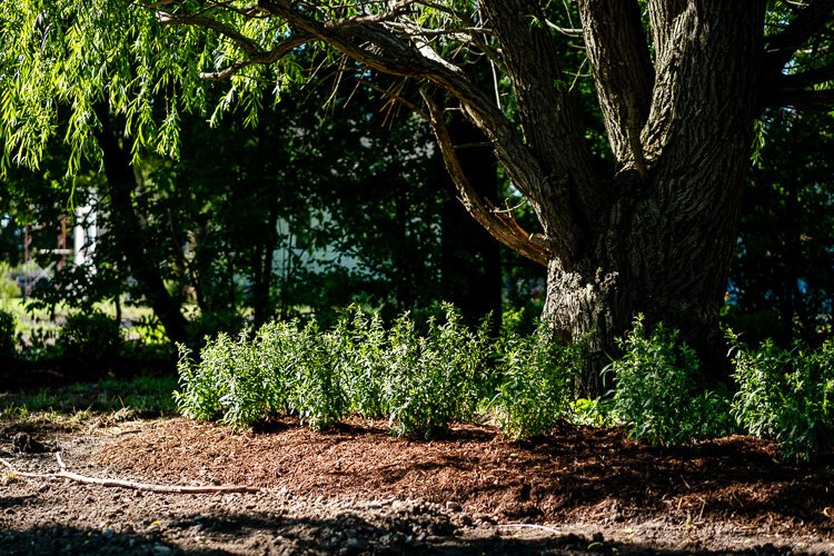 A majestic tree at the new Braden Street greenway pocket park.