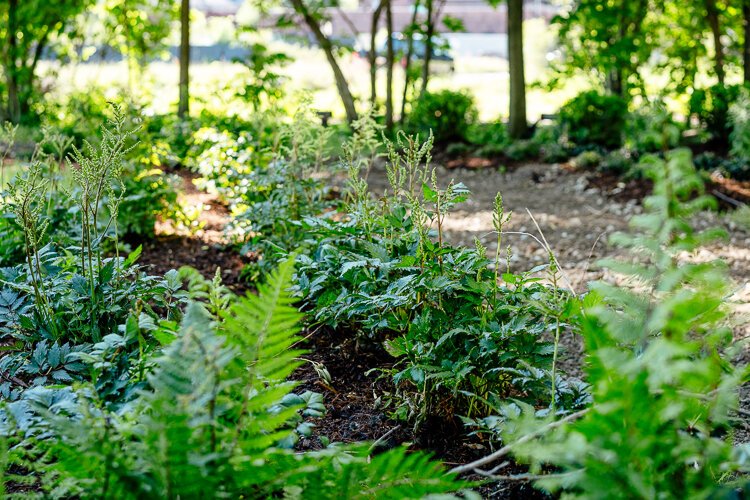 Greenery at the new Braden Street Greenway pocket park.