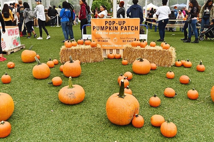 Pick your own pumpkin at Cider in the City held every Saturday in October at Beacon Park. 