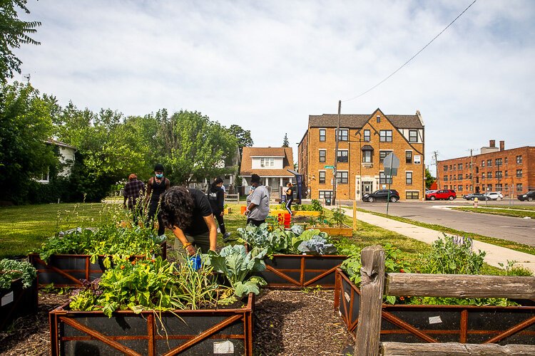 A SFC member gardens in the sun.