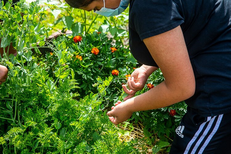 SFC participants work with both flowers and vegetables.