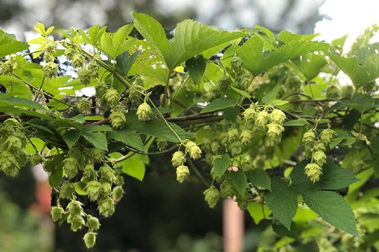 woodbridge-hops