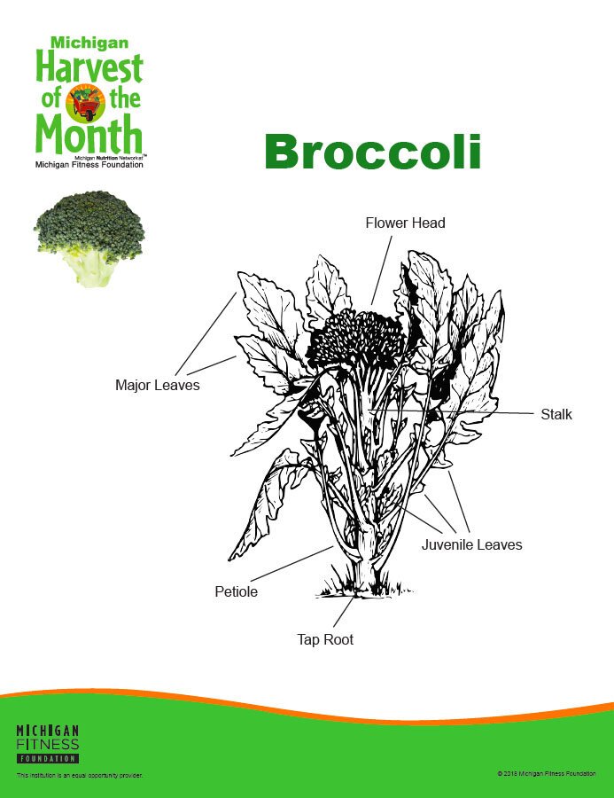 A Michigan Harvest of the Month™ flyer about broccoli.
