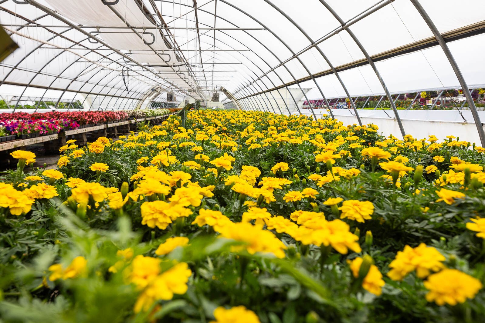 Deneweth’s Garden Center 