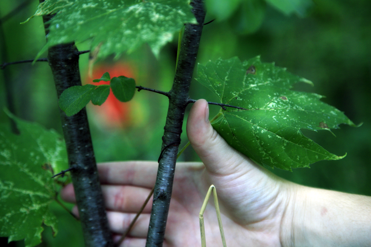 Buckthorn is an invasive plant that began as a popular hedge.Photo by Imad Hassan.