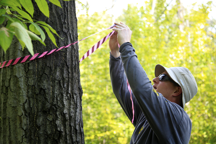 Belle Isle: Ethan Stanton tags a tree infected with Oak Wilt. Photo by Imad Hassan.