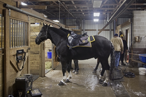 Daily morning groom before the Detroit Mounted Police Division sets out on patrol