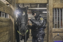 Officer J Washington II fastens a bridle on Big Babby for their University District patrol