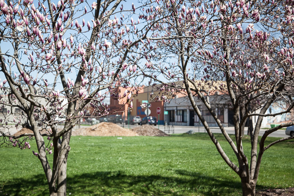 Trees in bloom in the pocket park next to Matrix Theatre