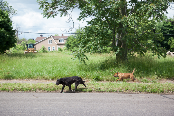 Stray dogs in Poletown