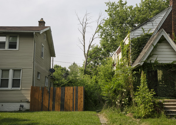 A tree plagued by the emerald ash borer