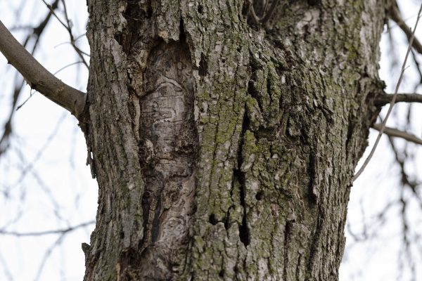 A tree plagued by the emerald ash borer