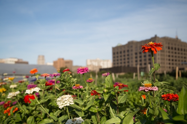 Plum Street Farm