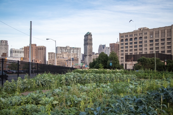 Plum Street Farm