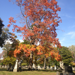 Historic Elmwood Cemetery
