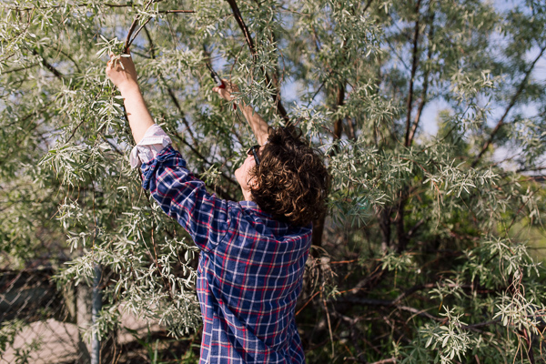 Pappas cutting from a plant next to the freeway