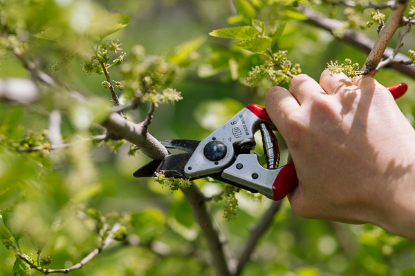 Cutting mulberry branches