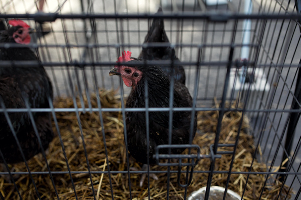 Chickens at the Northwest Detroit Farmers' Market