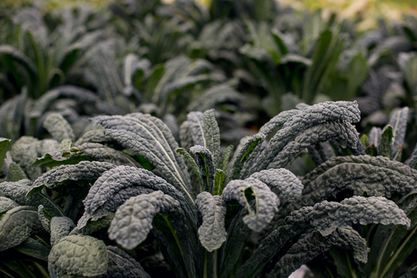 Close up of a kale growing in Oakland Avenue Urban Farm