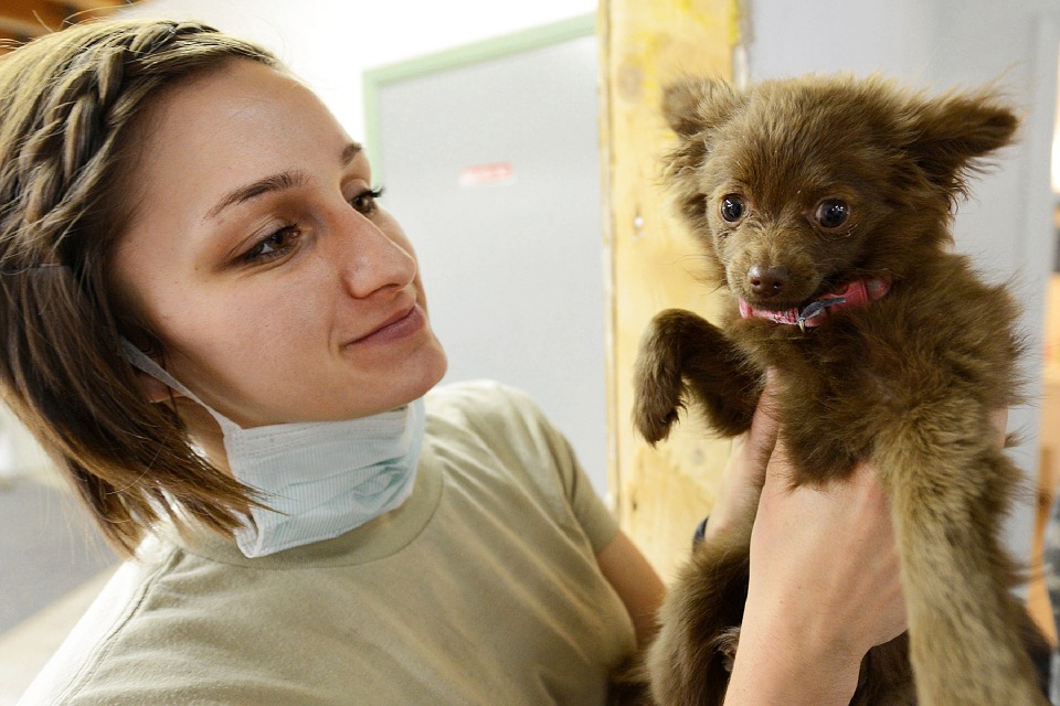 Veterinarian and puppy