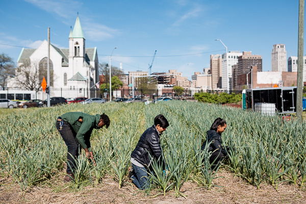 Weeding garlic at Plum Street Market Garden