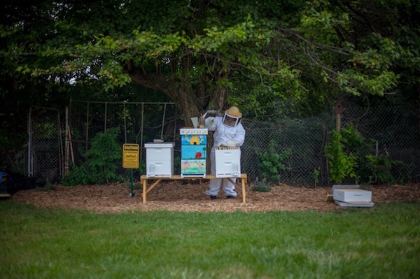 Nicole Lindsey conducts a hive inspection