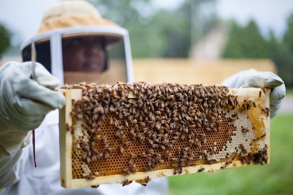 Nicole Lindsey holds a brood comb frame loaded with honeybees