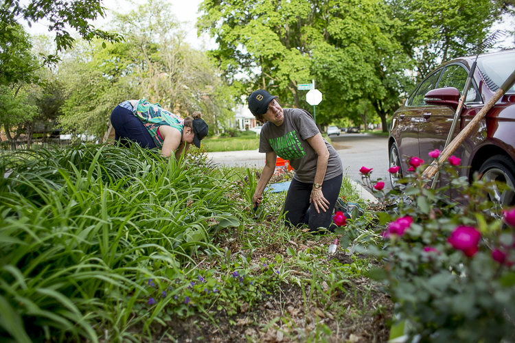Mary Madigan leader of the Fun Litter Pickup Club pulls weeds on a traffic island in Rosedale Park
