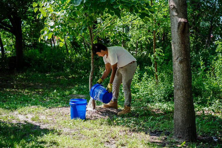 Watering trees